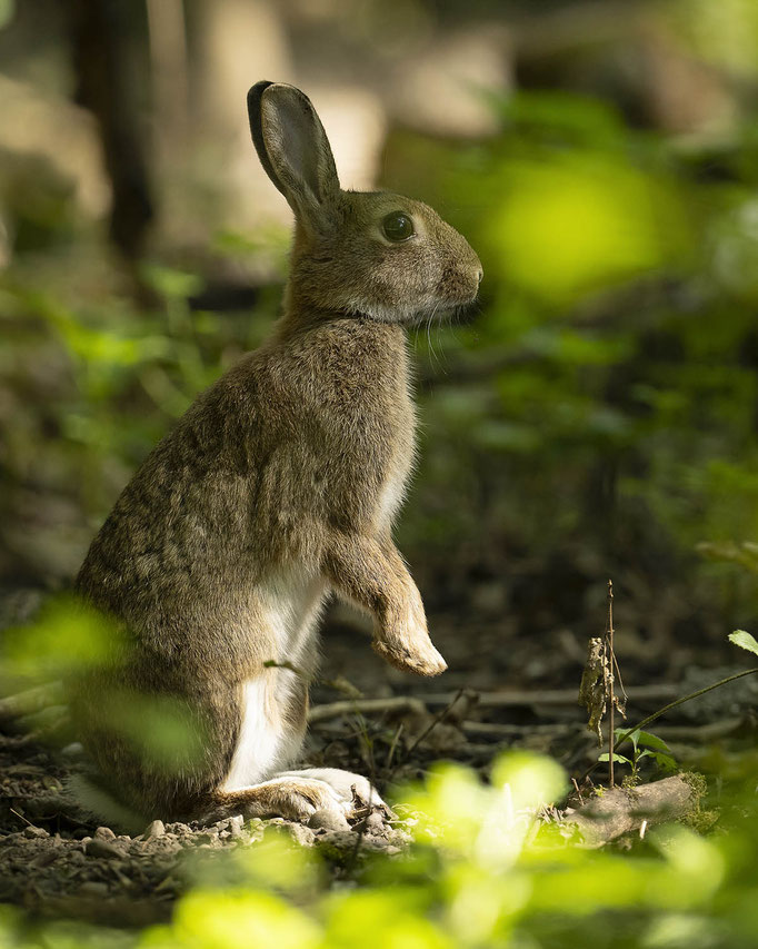 Wildkaninchen