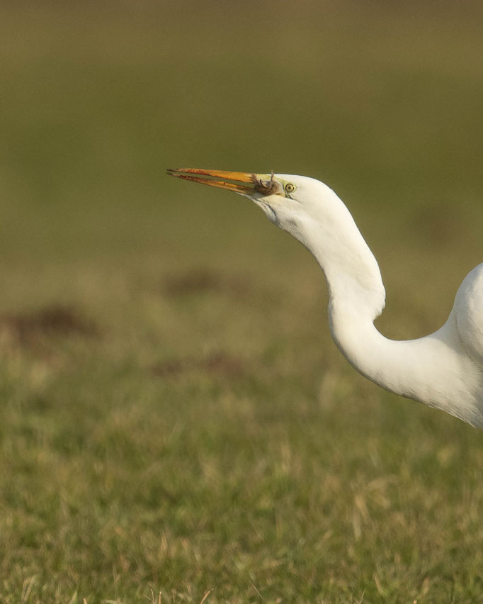 Silberreiher mit Maus