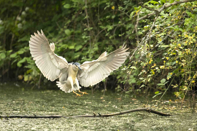 Nachtreiher im Anflug