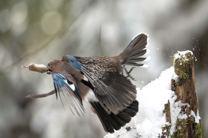 Crash mit Tannen- und Eichelhäher - Kampf um die Maus