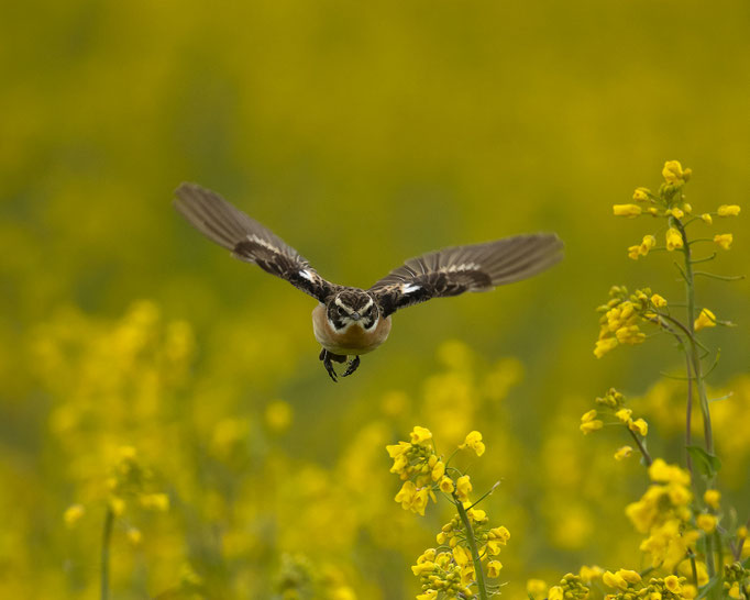 Braunkehlchen im Raps