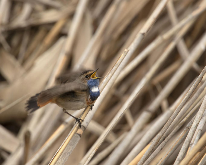 singendes Blaukehlchen