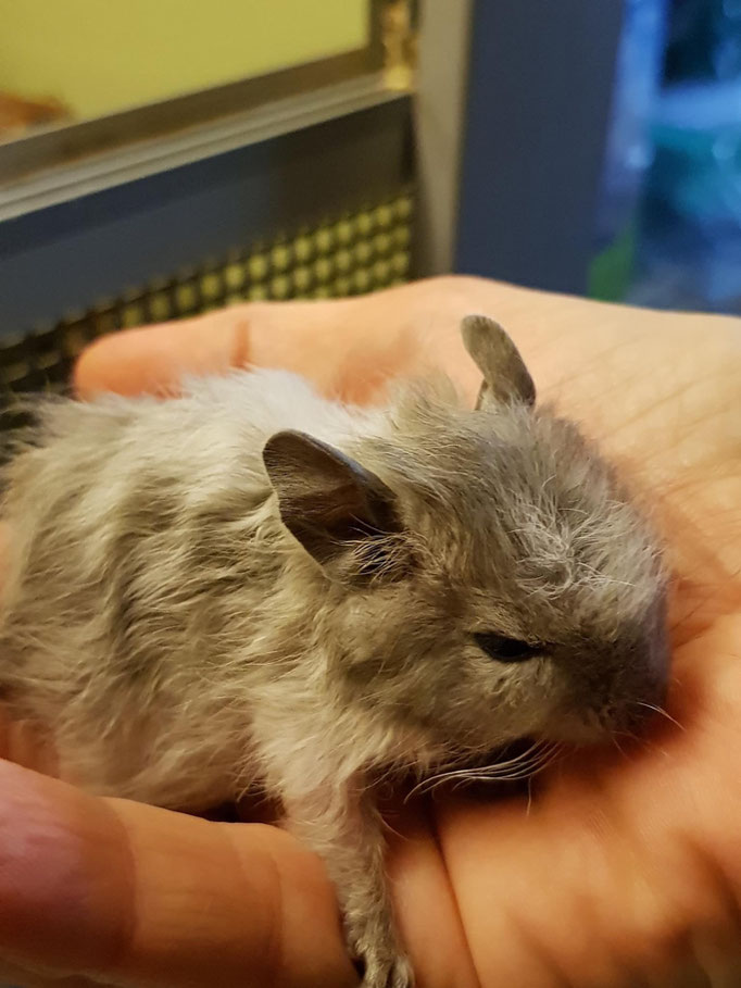 Degu Rex Fell Qualzucht Defektzucht