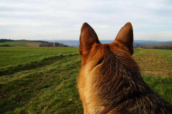 Hundebetreuung