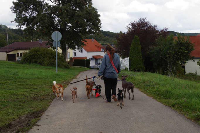 Gruppen Gassi-Service in Merzig