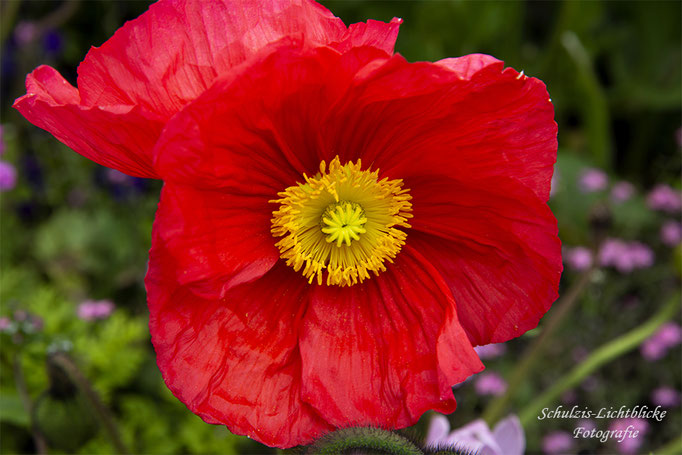 Alpen-Mohn, rot