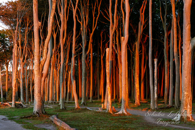 Sonnenuntergang im Gespensterwald