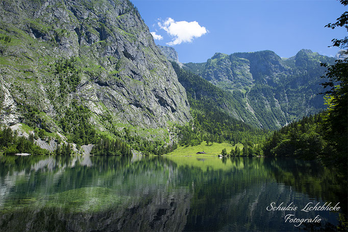 Raubtier am Obersee