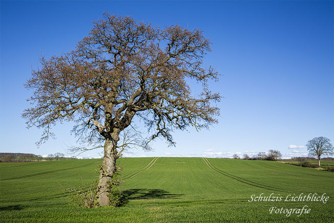 Baum im Frühling