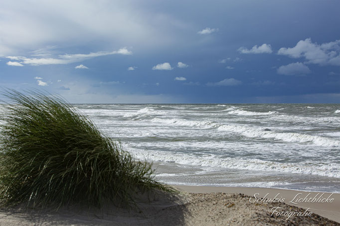 Büschen Wind