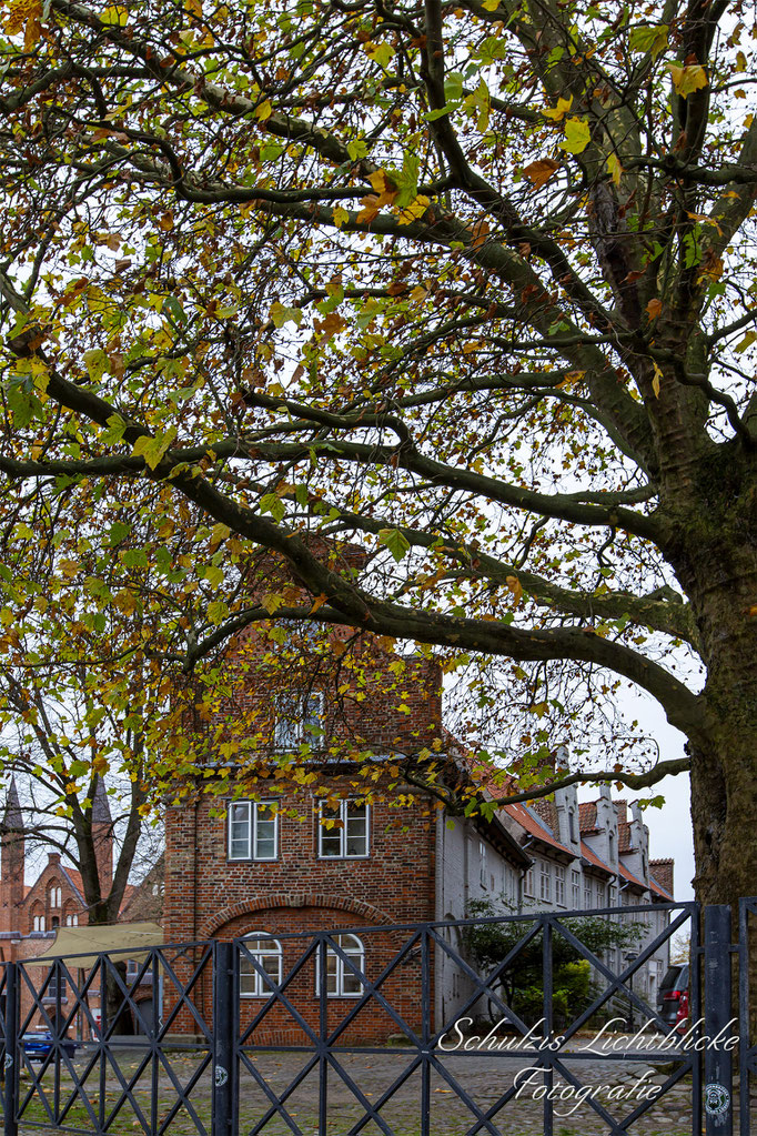 Herbst am Koberg