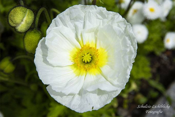 Alpen-Mohn, weiß