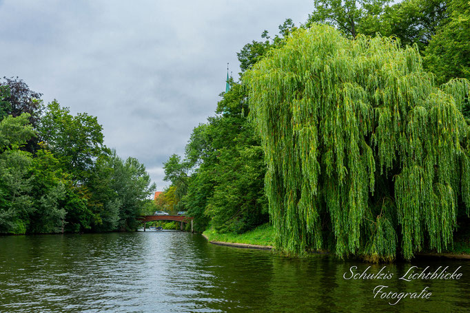 Trauerweide mit Wipperbrücke