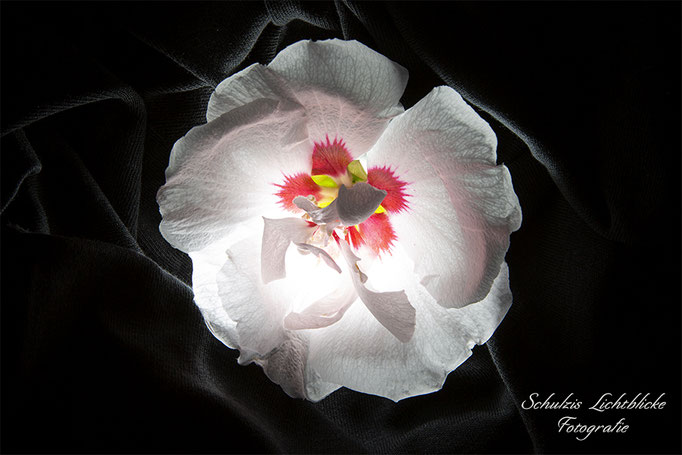 Hibiskus im Licht