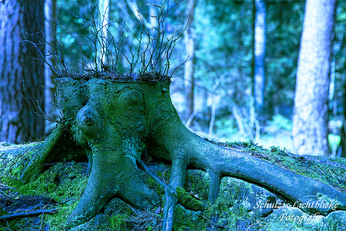 Wächter des Waldes