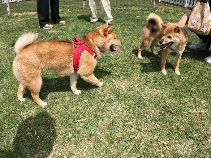 犬の保育園Baby・犬の社会化・犬のしつけ