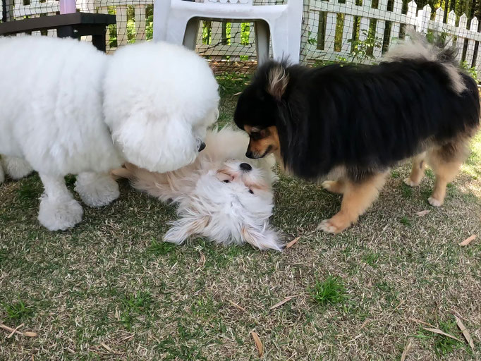 犬の保育園Baby・犬の社会化・犬のしつけ