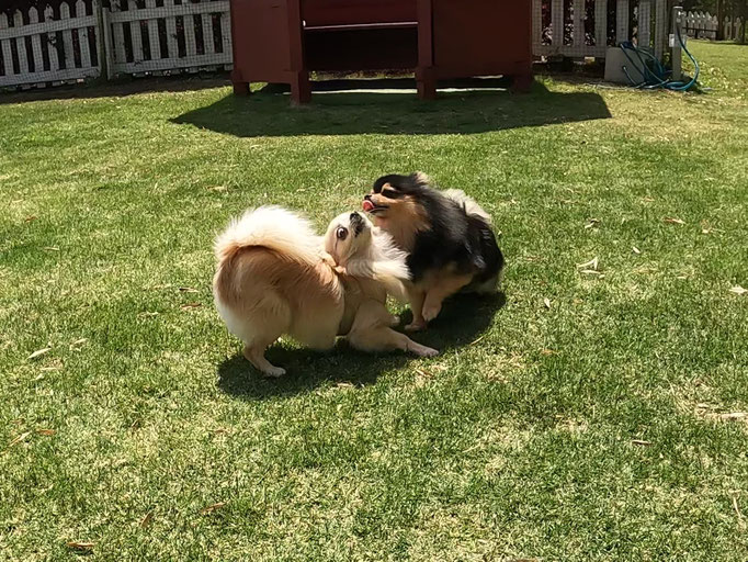 犬の保育園Baby・犬の社会化・犬のしつけ
