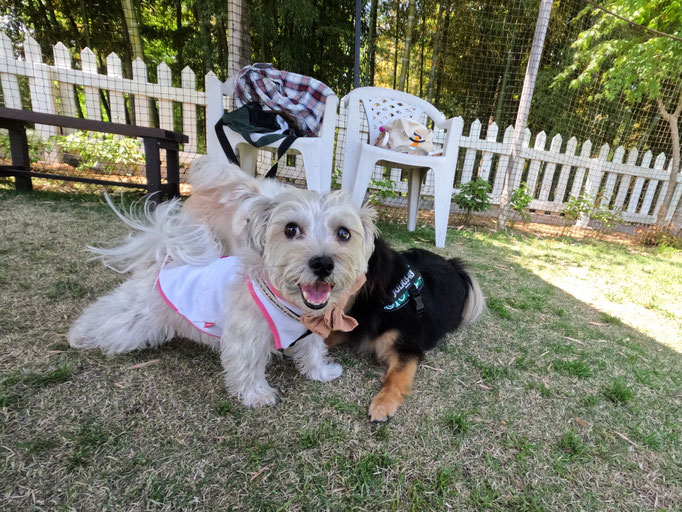 犬の保育園Baby・犬の社会化・犬のしつけ