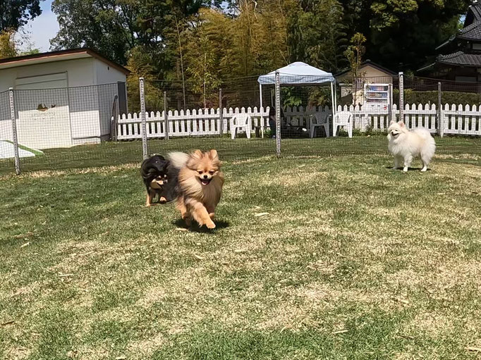 犬の保育園Baby・犬の社会化・犬のしつけ