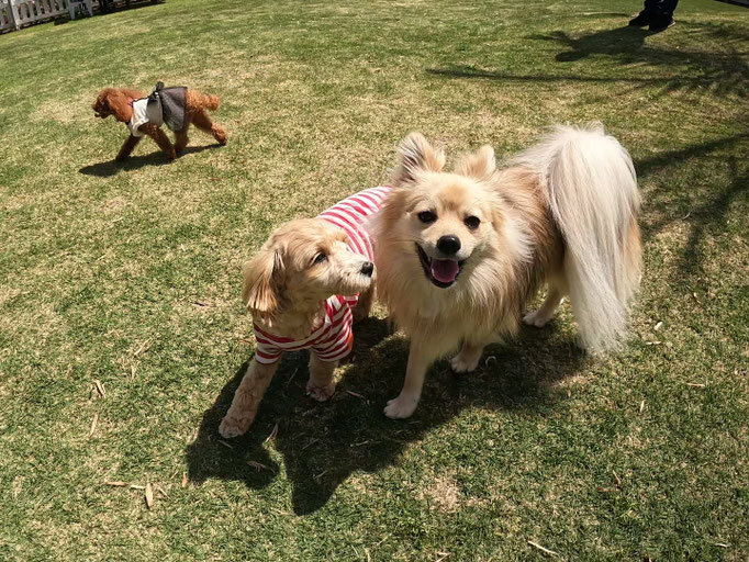犬の保育園Baby・犬の社会化・犬のしつけ
