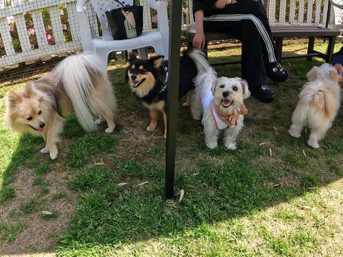 犬の保育園Baby・犬の社会化・犬のしつけ