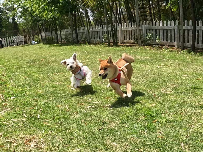 犬の保育園Baby・犬の社会化・犬のしつけ