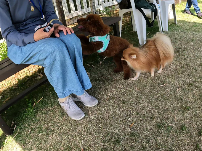 犬の保育園Baby・犬の社会化・犬のしつけ