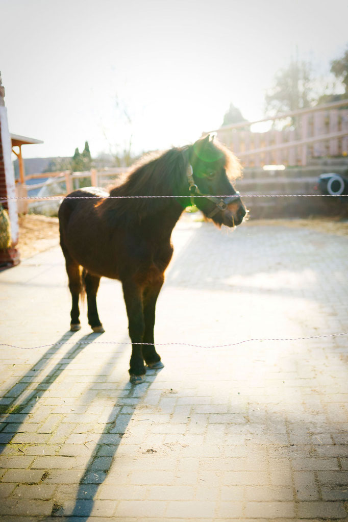 Kunde: Haflinger | Fotografin: Claudia Krahne | Fashion-Styling & Props: D. & A. Plattner GbR