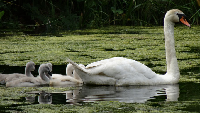 Schwan mit Nachwuchs hinter dem Gutshaus ©Matthias Müller
