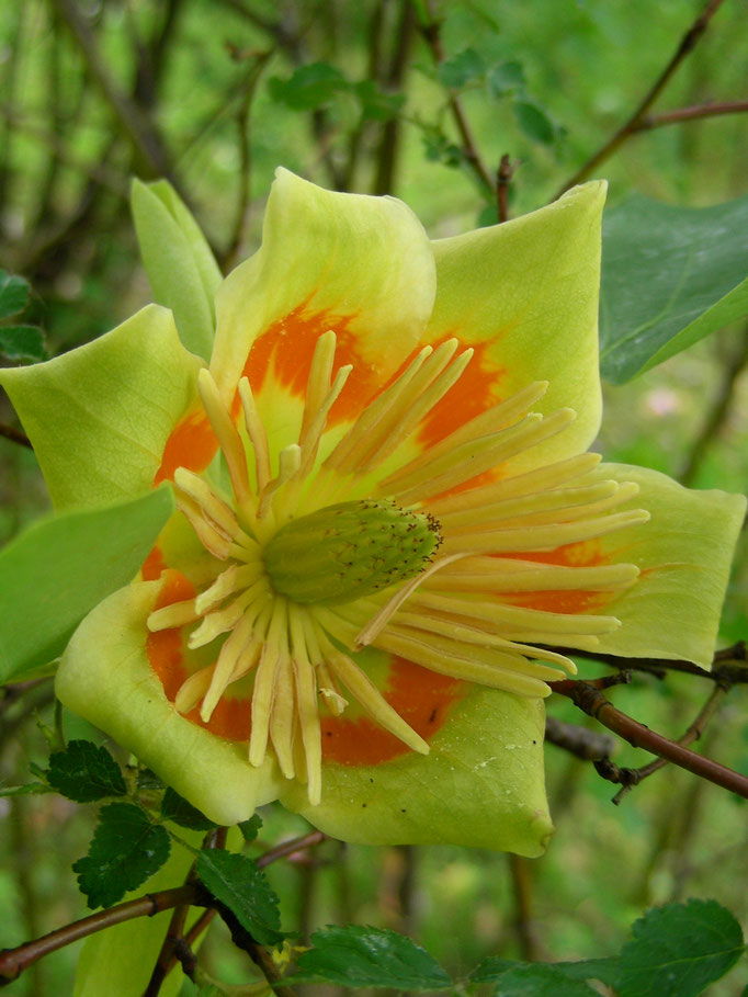 Liriodendron tulipifera, Tulpenbaum,   © Mag. Angelika Ficenc