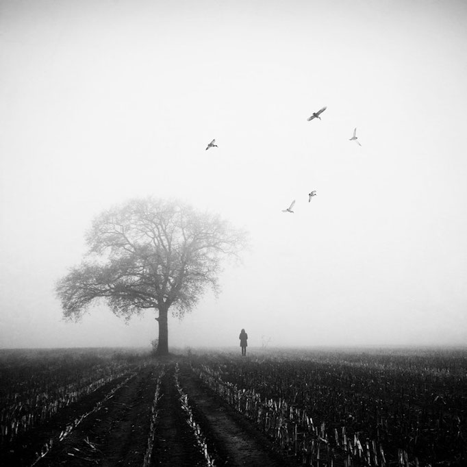 Manuela Deigert Projekte Novemberdays Melancholisches Stimmungsbild von einem herbstlichen einsamen Stoppelfeld im Nebel mit einem einzelnen Baum und Menschen und einem Vogelschwarm