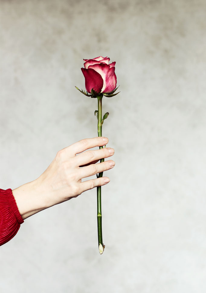 Manuela Deigert Bildsprache Eine Frauenhand die eine schöne rote Rose vor weissen gemusterten Hintergrund hält