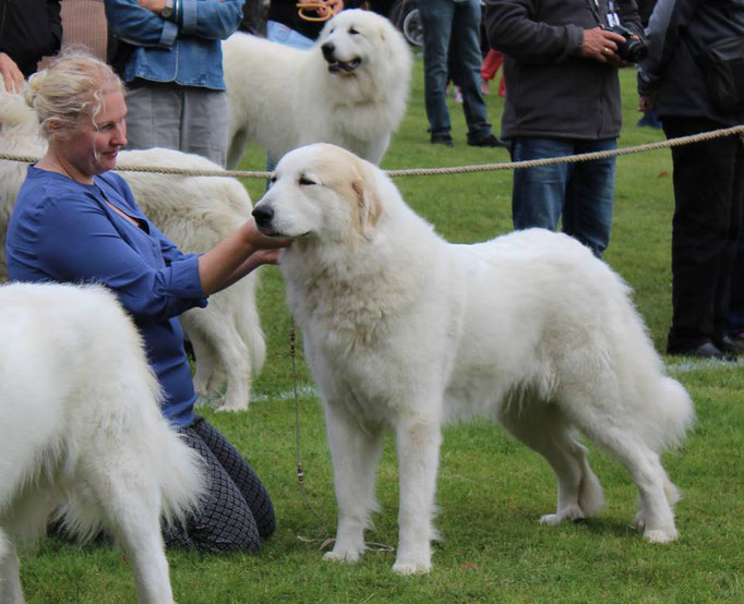 Echo de'Chien Bellatrix. Photo Anna Kharpunenka