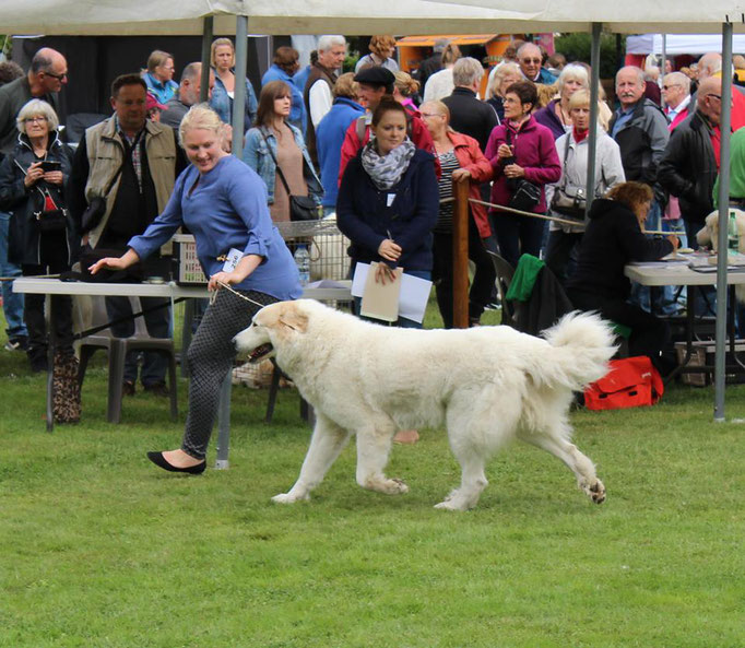 Echo de'Chien Bellatrix. Photo Anna Kharpunenka