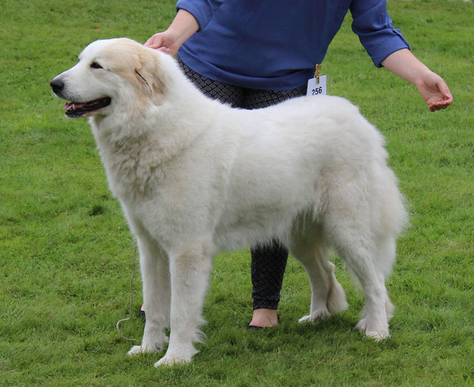 Echo de'Chien Bellatrix. Photo Tapani Koivusalo