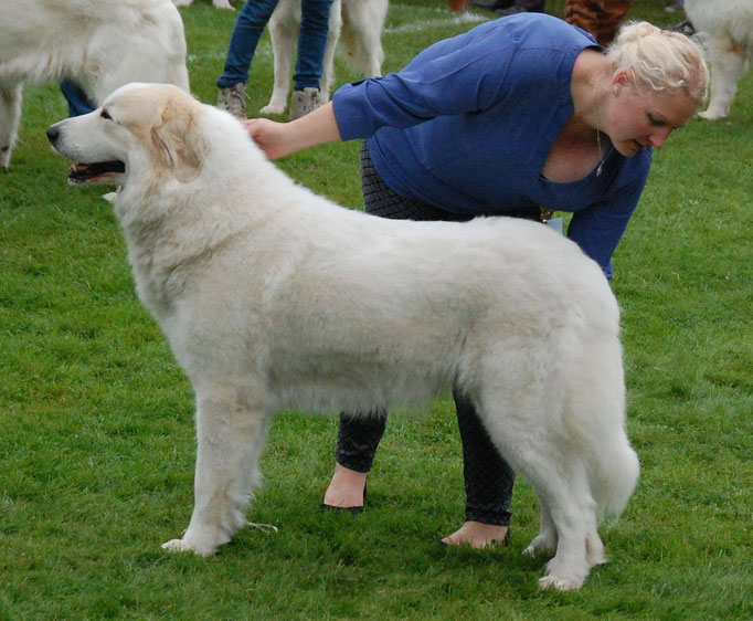 Echo de'Chien Bellatrix. Photo Tapani Koivusalo