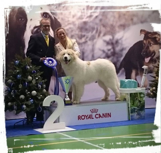 Echo de'Chien Estella - Suprime Best in Show 2nd. Handler Susanna Virtanen