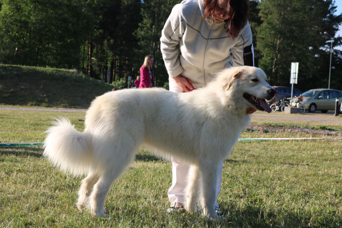 Echo de'Chien Emerald