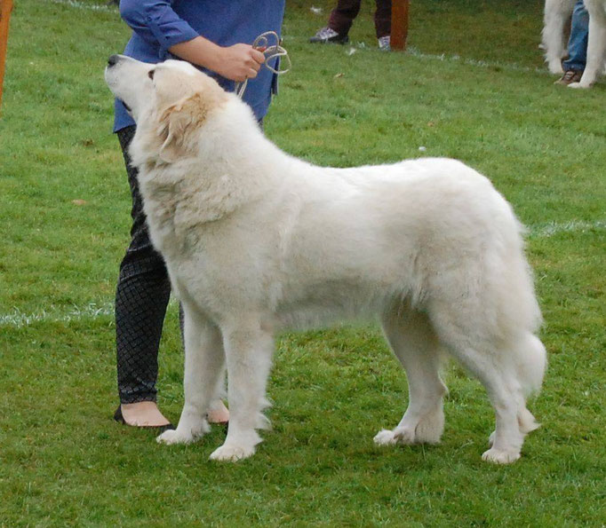 Echo de'Chien Bellatrix. Photo Tapani Koivusalo