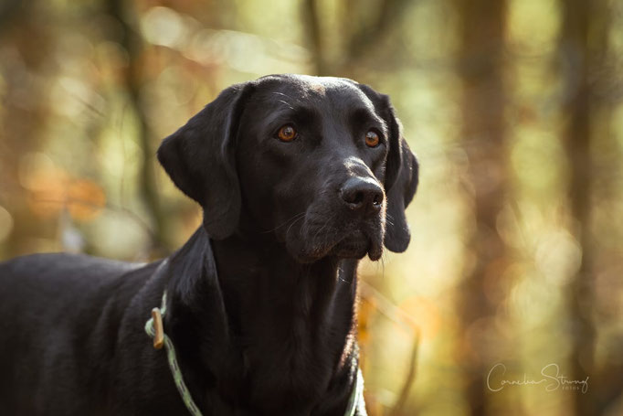 Blackthorn Tjara - Young Spirit Labrador Retriever aus jagdlicher Leistungszucht