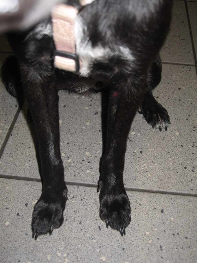 Hund nach Therapie. Kontrolle des Therapieerfolges mittels Hautgeschabsel (roten Stelle am linken Bein)