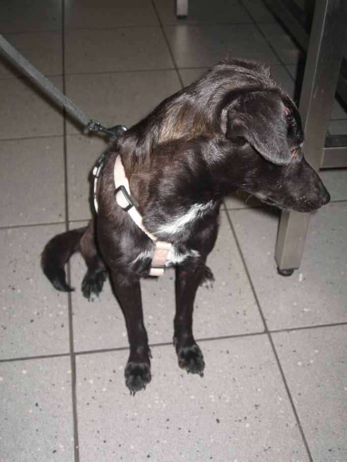 Hund nach Therapie. Kontrolle des Therapieerfolges mittels Hautgeschabsel (roten Stelle an Kopf und Bein)