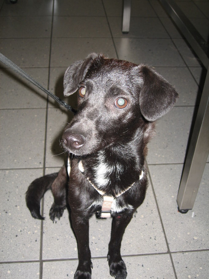 Hund nach Therapie. Kontrolle des Therapieerfolges mittels Hautgeschabsel (roten Stelle am Bein)