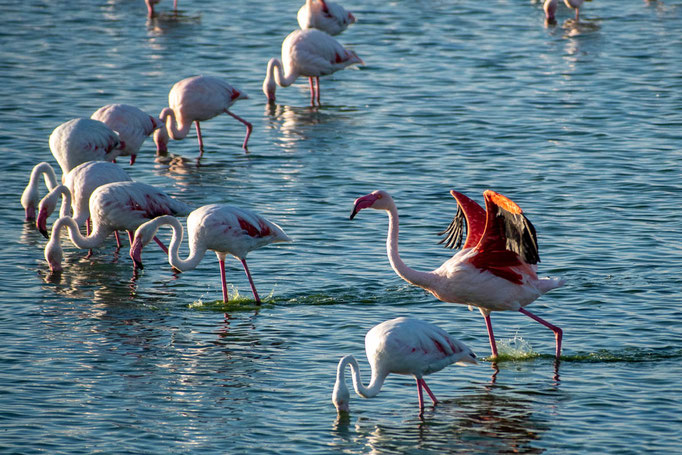 Flamingos in der Camargue beim Abendessen. Foto: Kai-Uwe Ruf