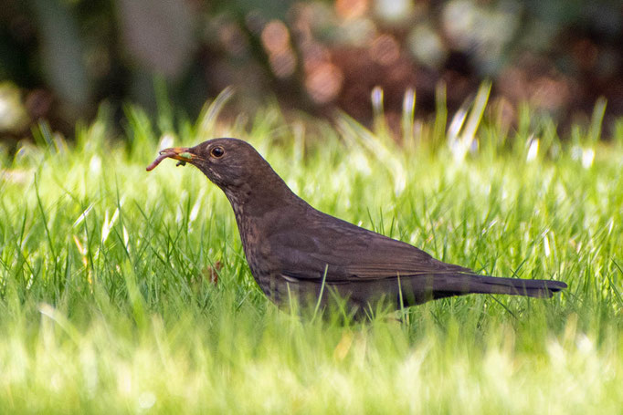 Eine Amsel steht im Gras eines Gartens und hält einen Regenwurm in ihrem Schnabel.