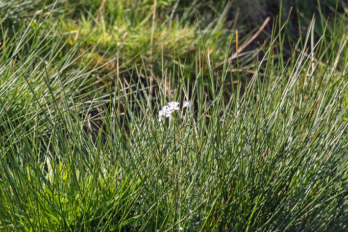 Mitten im hohen Gras stehen ein paar weiße Blüten.
