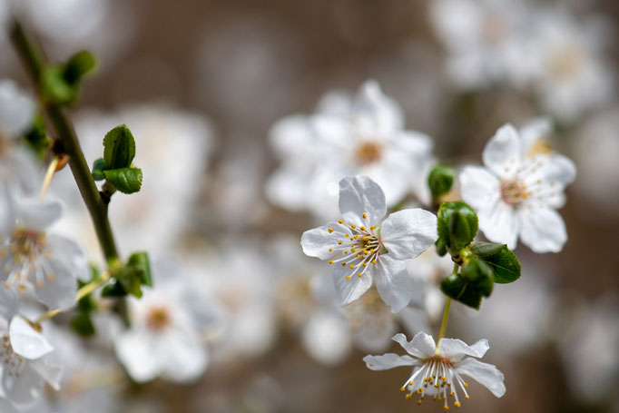 Zarte Blüten eines Weißdorns und kräftige grüne Blätter