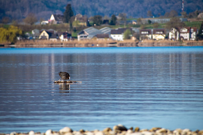 Ein Blesshuhn baut sein Nest auf dem Gnadensee - dem kleinsten Teil des Bodensees. Im Hintergrund sieht man die Insel Reichenau. Foto: Kai-Uwe Ruf