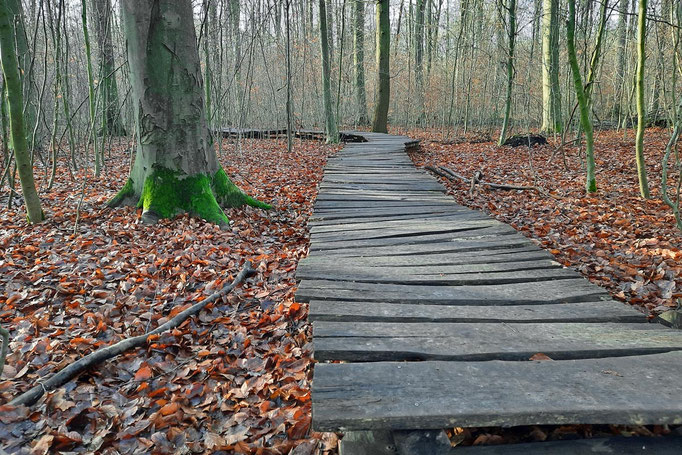 Ein Bohlenweg führt im Lechlumer Holz zwischen Bäumen hindurch in den Wald. Die Bohlen sind krumm, das Ende des Wegs liegt im Verborgenen. Foto: Kai-Uwe Ruf